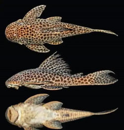 排水道里放养什么充当清道夫 排水道里放养什么充当清道夫