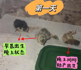 怎样让芦丁鸡自己抱窝孵窝 怎样让芦丁鸡自己抱窝孵窝