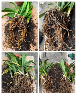 君子兰种到什么位置 君子兰种到什么位置