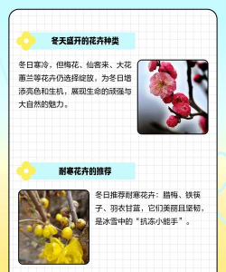 冬季里的花都有什么 冬季里的花都有什么