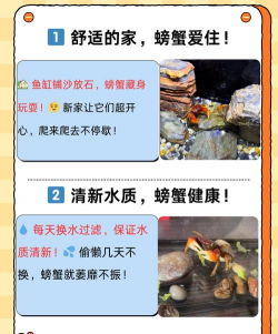 怎么养大闸蟹 怎么养大闸蟹