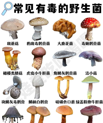 常见的野生菌 常见的野生菌