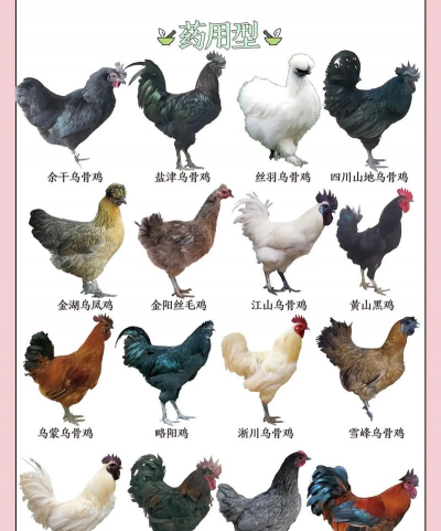 常见25种家禽家畜 常见25种家禽家畜