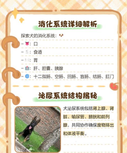 雄性犬的生殖障碍 雄性犬的生殖障碍