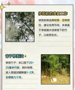 种植竹子怎么修剪 种植竹子怎么修剪
