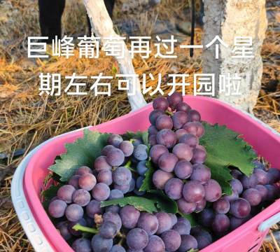 巨峰葡萄亩产量多少斤 巨峰葡萄亩产量多少斤