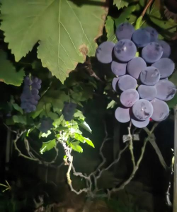 巨峰葡萄二次膨大期施什么肥 巨峰葡萄二次膨大期施什么肥