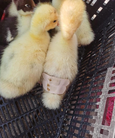 小鹅啄毛的原因 小鹅啄毛的原因