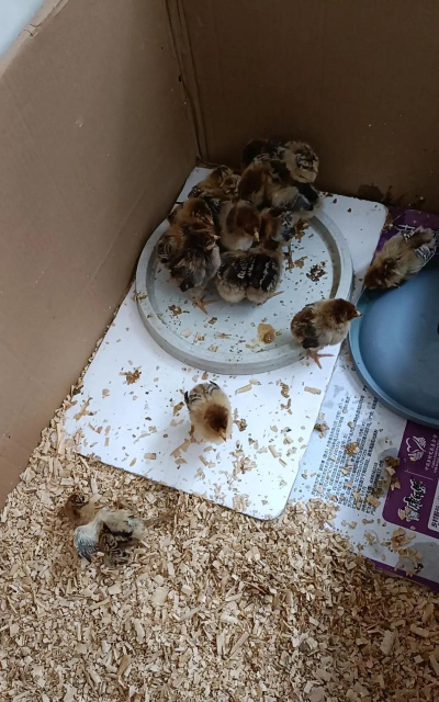 小鸡最难养的几个月 小鸡最难养的几个月