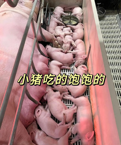 小猪吐奶是怎么回事呢 小猪吐奶是怎么回事呢