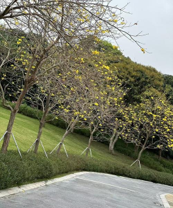 深圳本地花有哪些 深圳本地花有哪些