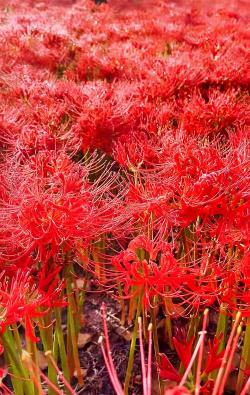 彼岸的花有哪些 彼岸的花有哪些