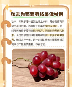 家庭葡萄树怎么修剪 家庭葡萄树怎么修剪