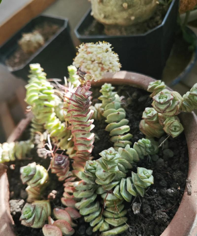 钱串子开花是什么原因 钱串子开花是什么原因