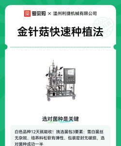 如何自己种金针菇 如何自己种金针菇