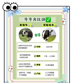 奶牛的特点 奶牛的特点
