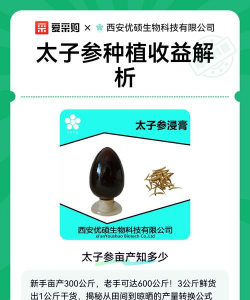 太子参种植技术与栽培管理 太子参种植技术与栽培管理