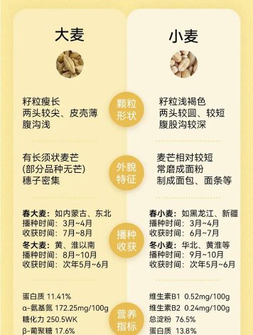 大麦和燕麦的区别 大麦和燕麦的区别