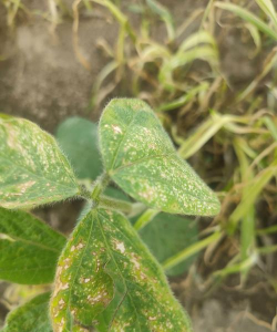 大豆的病害有哪些 大豆的病害有哪些