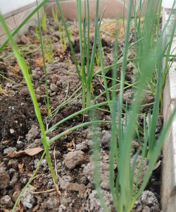 大葱割一茬还能再长吗 大葱割一茬还能再长吗