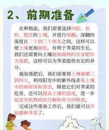 大头菜什么时候种 大头菜什么时候种