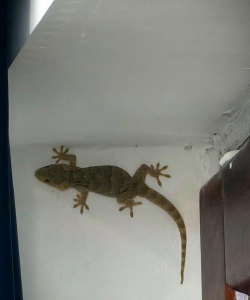 壁虎会在家里做窝繁殖吗 壁虎会在家里做窝繁殖吗