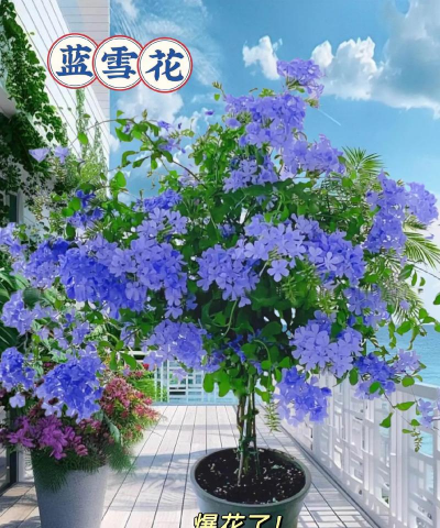 盆栽蓝色花有哪些 盆栽蓝色花有哪些