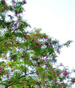 香槐花怎么种植 香槐花怎么种植