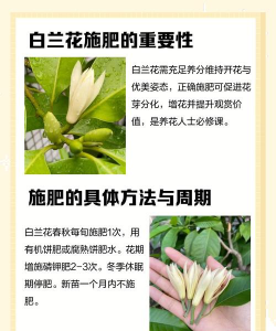 白兰种植怎么施肥 白兰种植怎么施肥
