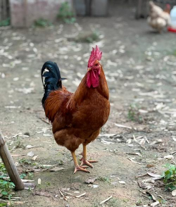 公鸡长什么样 公鸡长什么样