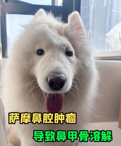 犬鼻腔和泪道疾病 犬鼻腔和泪道疾病