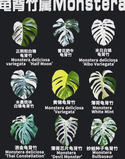 龟背竹多少种类 龟背竹多少种类